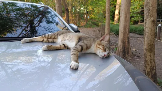 How to Keep Cats Off Your Car