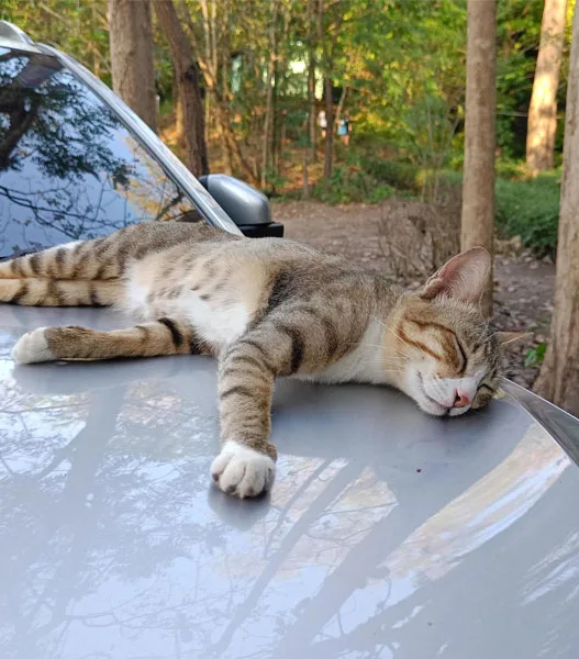 How to Keep Cats Off Your Car